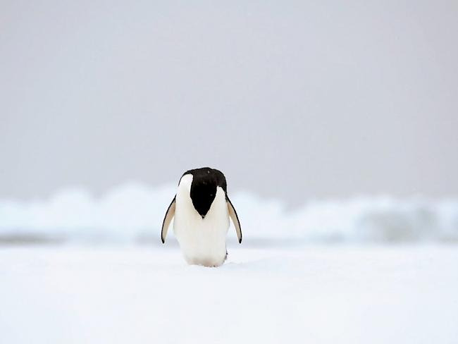 Ein Adelie-Pinguin in der Antarktis. Die Tiere sind durch den Klimawandel und steigende Meerestemperaturen immer mehr bedroht. (Archiv)