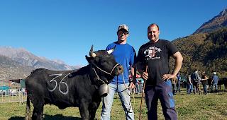 &laquo;Bolera&raquo; aus der Stallung Seewer und Thommen in Gampinen holt sich in der Gruppe A den ersten Platz und wird zugleich &laquo;Reine des Reines&raquo; des diesj&auml;hrigen Rinderli-Stechfests in Agarn.  