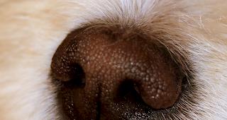 In Glis hat sich mutmasslich ein schwerer Fall von Tierqu&auml;lerei ereignet.