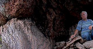 Willy Zengaffinen sitzt unter der &laquo;dicksten&raquo; L&auml;rche der Schweiz. Er hat die Fachm&auml;nner selber auf deren Umfang hingewiesen.