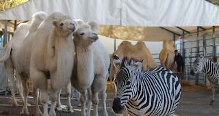 Im fahrenden Zoo des Zirkus' Knie teilen sich Kamele und Zebras friedlich ein Gehege...