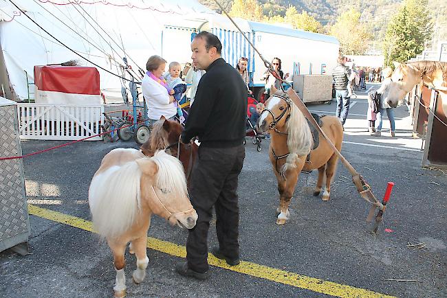 Diese Ponys werden schon bald in der Manege stehen.