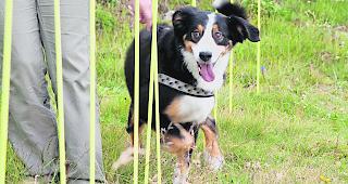 Ein Hundehalterbrevet kann an vielen Orten im Oberwallis gemacht werden.