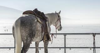 Die drei unverletzten Pferde kehrten im Verlauf des Mittwoch auf ihren Hof zur&uuml;ck. (Symbolbild)