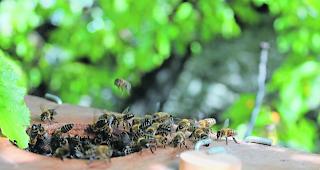 Bienen. Der Kanton muss ein Verbot von gef&auml;hrlichen Neonicotinoiden zumindest pr&uuml;fen (Symbolbild).