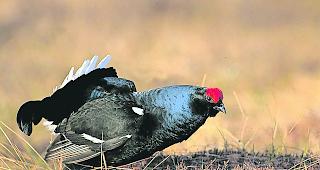 Im Visier. Die Best&auml;nde der Birkh&uuml;hner (Bild) sowie der Schneeh&uuml;hner sind im Wallis gem&auml;ss Informationen des Kantons langfristig stabil.  