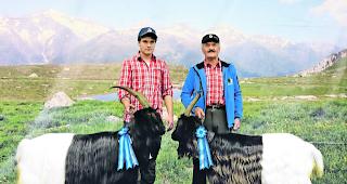 Stolze Tiere, stolze Z&uuml;chter. Simon Eggel (links) mit der Miss Visp und sein Grossvater Beat Escher mit der jungen Miss Visp.  