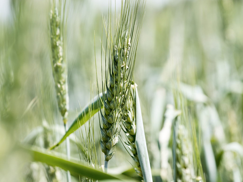 Studie: Bio-Landbau könnte die Welt ernähren | 1815.ch