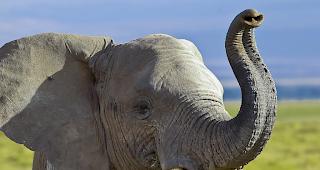 Die Wilderer nahmen vor allem &auml;lter, m&auml;nnliche Tiere ins Visier, weil sie die gr&ouml;ssten Stossz&auml;hne haben. (Archivbild)