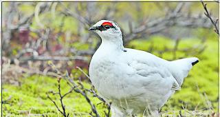 Raufussh&uuml;hner. Der Jagddienst soll die Abschussquote von Birkh&auml;hnen und Schneeh&uuml;hnern (Bild) senken.  