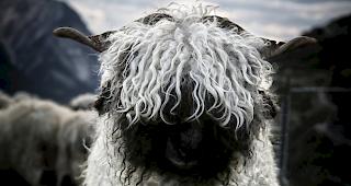 &Auml;usserst erfolgreich. Mit Berta dem Schwarznasenschaf r&auml;umte Schnyder Werbung aus Gampel international ab.