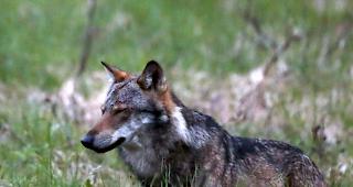 K&uuml;nftig sollen nicht nur W&ouml;lfe, sondern s&auml;mtliche gesch&uuml;tzten Arten wie etwa Biber, Luchse, Graureiher, H&ouml;ckerschw&auml;ne und G&auml;nses&auml;ger einfacher abgeschossen werden k&ouml;nnen. (Archivbild)