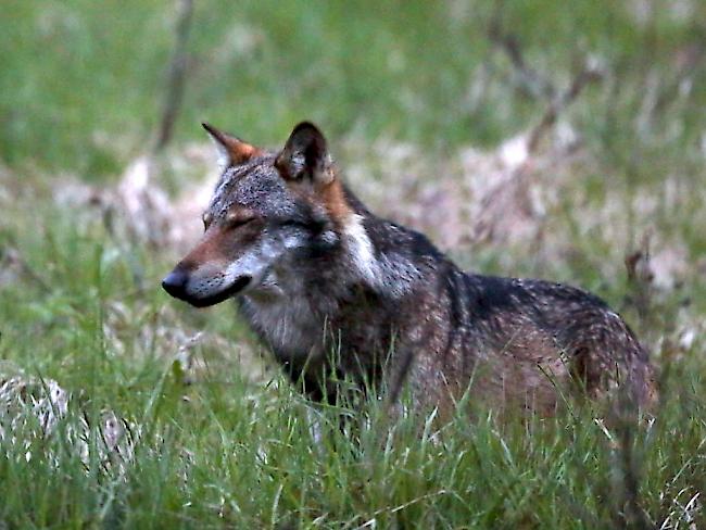 Die Regeln für die Jagd auf Wölfe werden gelockert. (Archivbild)