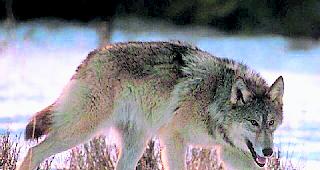  Im Wolfsgehege des Tierparks D&auml;hlh&ouml;lzli konnten bis am Donnerstag erst f&uuml;nf von sechs W&ouml;lfen gesichtet werden.