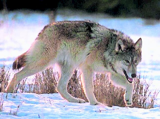 Irrtum. Ein Jäger erlegte am Wochenende aus versehen einen Wolf. (Symbolbild)