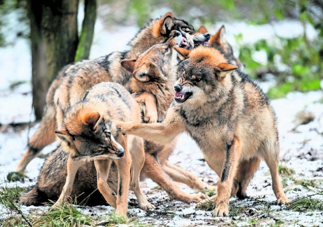 Mischlingsformen. In Graubünden und St. Gallen haben zwei Wolfshybriden russischer Abstammung Schafe gerissen. 