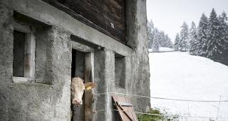 Eine Standesinitiative des Kantons Genf zur Einf&uuml;hrung nationaler Mindestnormen in der Landwirtschaft scheiterte 2015 in beiden Kammern. (Symbolbild)
