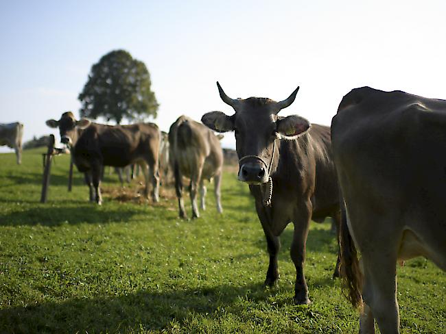 Das Parlament hat beschlossen, neue Subventionen für Milch und Getreide einzuführen. (Archivbild)