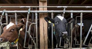 Mit der AP22+ will Landwirtschaftsminister Johann Schneider-Ammann den Landwirten aber vor allem die M&ouml;glichkeit geben, aus eigener Kraft mehr Geld zu verdienen. (Symbolbild)