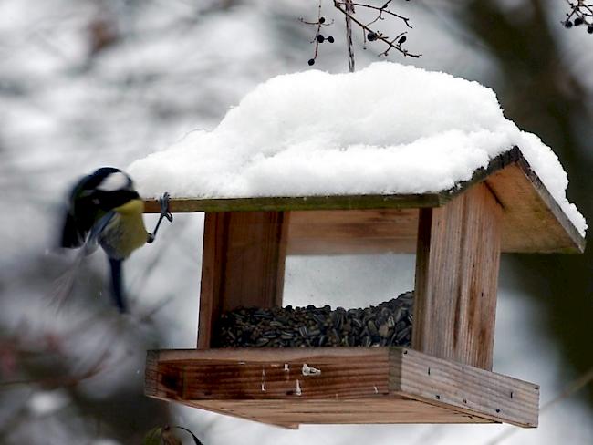 Im Vogelfutter ist gentechnisch veränderter Raps festgestellt worden. (Archivbild)