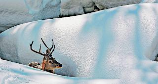 In Einklang. Im Winter steigt das Ruhebed&uuml;rfnis der Tiere  &ndash;  das weiss auch der Mensch.  