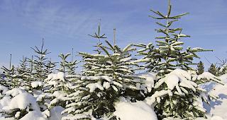 Ein Weihnachtsbaum aus nat&uuml;rlichem Bestand.