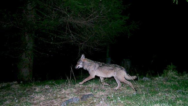 Fotofallenbild eines Wolfes des Augstbord-Rudels vom 22. Juli 2017 im Turtmanntal.