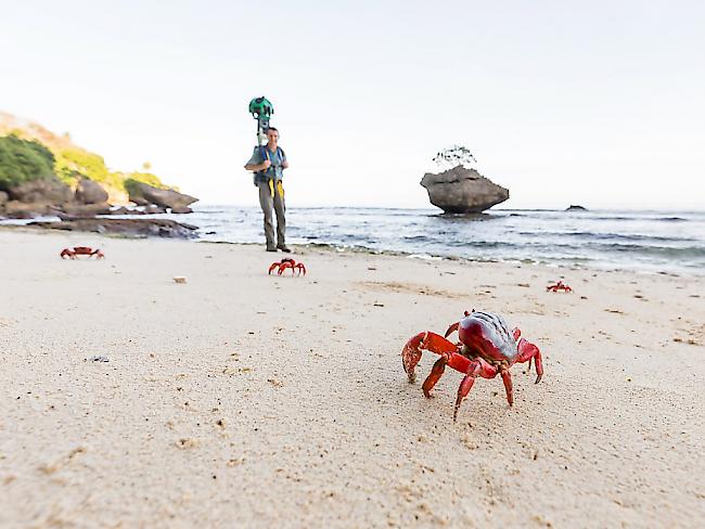Eine Weihnachtsinsel-Krabbe am Strand, dahinter ein Mann mit der Google Street View-Kamera.