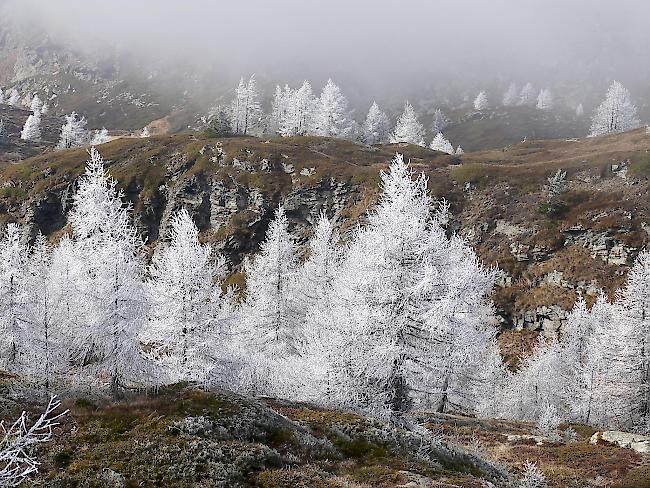 Das Siegerbild: Märchenhafte Stimmung auf dem Simplon, fotografiert am 27. Oktober 2017.