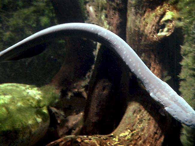 Ein Zitteraal, aufgenommen in einem Aquarium des Zürcher Zoos. Er gehört zu den rund 800 Aal-Arten, die weltweit leben.