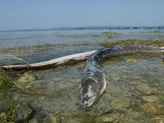 Tote Aale liegen im Hitzesommer 2003 am Ufer der Schweizer Seite des Bodensees. Wegen der geringen Tiefe des Untersees stiegen die Wassertemperaturen dort auf bis zu 27 Grad Celsius, was ein Aalsterben auslöste. Eine weitere tödliche Gefahr für die schlangenförmigen Fische sind Kraftwerksturbinen.