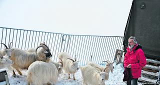 Ein K&ouml;nigreich f&uuml;r einen Bock. Walter Klemm bei seiner &laquo;Valcash&raquo;-Herde; links mit schwarzem Gesicht der Kaschmirbock. 