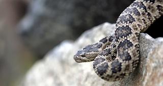 W&auml;hrend einer Autofahrt wurde ein Mann in Australien von einer Giftschlange &uuml;berrascht (Symbolbild). 