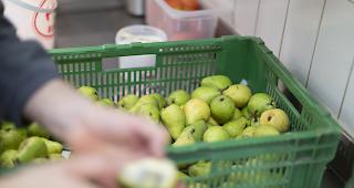 Heuer Mangelware. Wegen des Fr&uuml;hjahrsfrost im vergangenen Jahr ist der Lagerbestand an Birnen tiefer als sonst.
