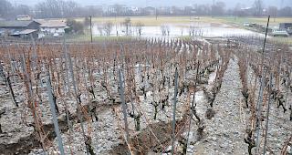 Nach Unwettersch&auml;den. Mit dem Rahmenkredit in H&ouml;he von 4,75 Millionen Franken will der Staatsrat in erster Linie Sanierungsarbeiten in Rebbergen unterst&uuml;tzen.