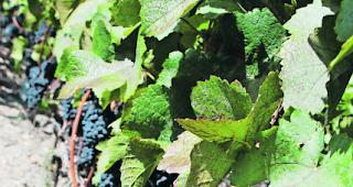 Gaunereien. Mehrere Zehntausend Liter ausl&auml;ndischen Weins wurden gesetzeswidrig als Walliser AOC-Wein verkauft.  