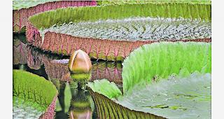 Seerose. Mit diesem Foto holte sich Beat Seematter Gold in der Kategorie &laquo;Freies Thema&raquo;.  