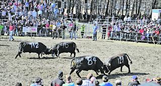 K&auml;mpfe in der Goler-Arena. Obwohl die Eringer eigentlich f&uuml;r ihre Sanftmut bekannt sind, treffen bei den Ringkuhk&auml;mpfen Urgewalten aufeinander.  