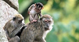 Geklont. In China wurden erstmals erfolgreich Affen nach der &laquo;Dolly&raquo;-Methode geklont (im Bild Javaner-Affen im Zoo Basel).