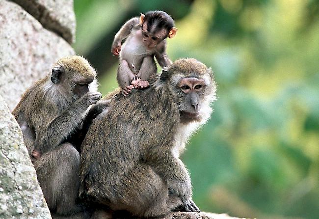 Geklont. In China wurden erstmals erfolgreich Affen nach der «Dolly»-Methode geklont (im Bild Javaner-Affen im Zoo Basel).