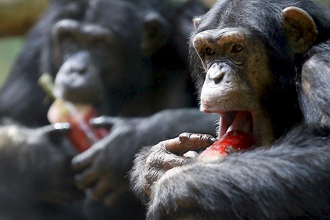 Unschädliche Dieselmotoren. Autobauer haben Affen (im Symbolbild: Schimpansen) zum Test Schadstoffen ausgesetzt.