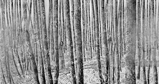 R&auml;tselhaft. Eine der Arbeiten, welche Liliana Salone momentan in der Sittener &laquo;Galerie Grande Fontaine&raquo; zeigt.  