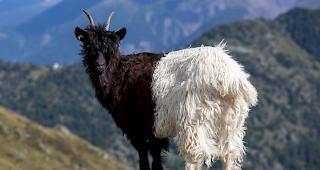 Nach dem neuen Rassenstandard werden schwarze Flecken im Hinterteil bestraft.