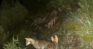 Von Zug erfasst. Ein Jungwolf des Calandarudels wurde beim Unfall get&ouml;tet (Archivbild).