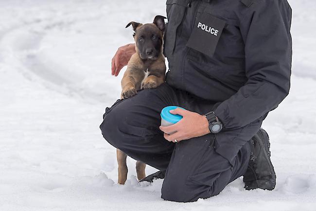 Die beiden zukünftigen Polizeihunde «Grimm» und «Gax» haben am Donnerstag im Alter von zwei Monaten erstmals ihre Ausbildner angetroffen.