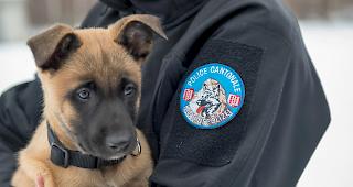 Die beiden zuk&uuml;nftigen Polizeihunde &laquo;Grimm&raquo; und &laquo;Gax&raquo; haben am Donnerstag im Alter von zwei Monaten erstmals ihre Ausbildner angetroffen.
