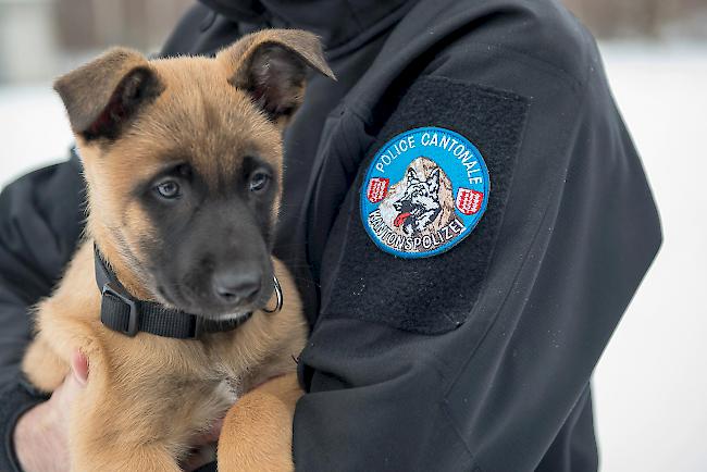 Die beiden zukünftigen Polizeihunde «Grimm» und «Gax» haben am Donnerstag im Alter von zwei Monaten erstmals ihre Ausbildner angetroffen.