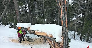Streusch&auml;den. Die St&uuml;rme warfen vor allem einzelne B&auml;ume und kleinere Gruppen von B&auml;umen um wie hier im Saastal.  