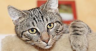 Acht von zehn vermissten Tieren sind Katzen.