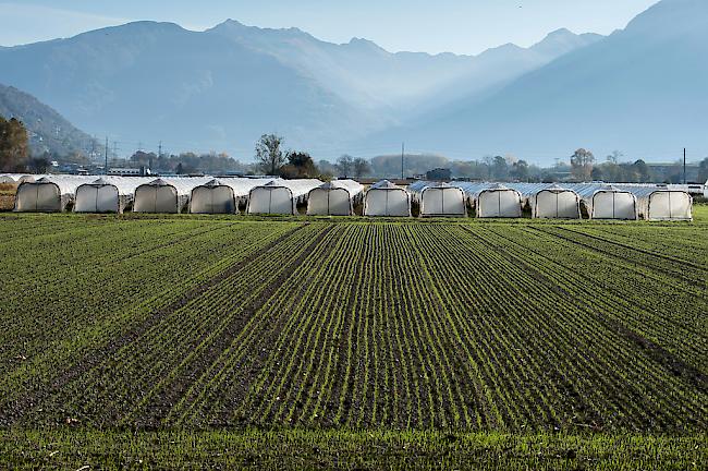Der Verband der Schweizer Gemüseproduzenten verlangt zwei Sitze im Vorstand des Bauernverbands.